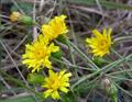 Hieracium laevigatum